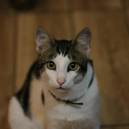 Everyday Cat Hostel บาทูมิ ภายนอก รูปภาพ