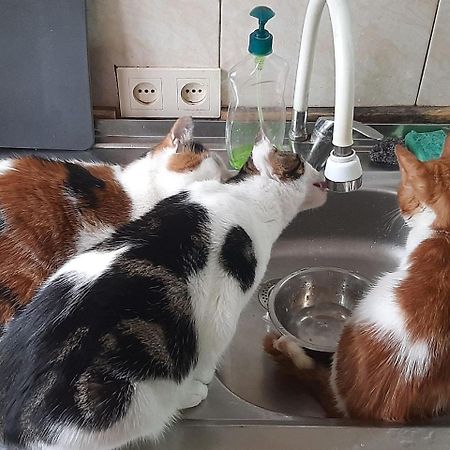 Everyday Cat Hostel บาทูมิ ภายนอก รูปภาพ