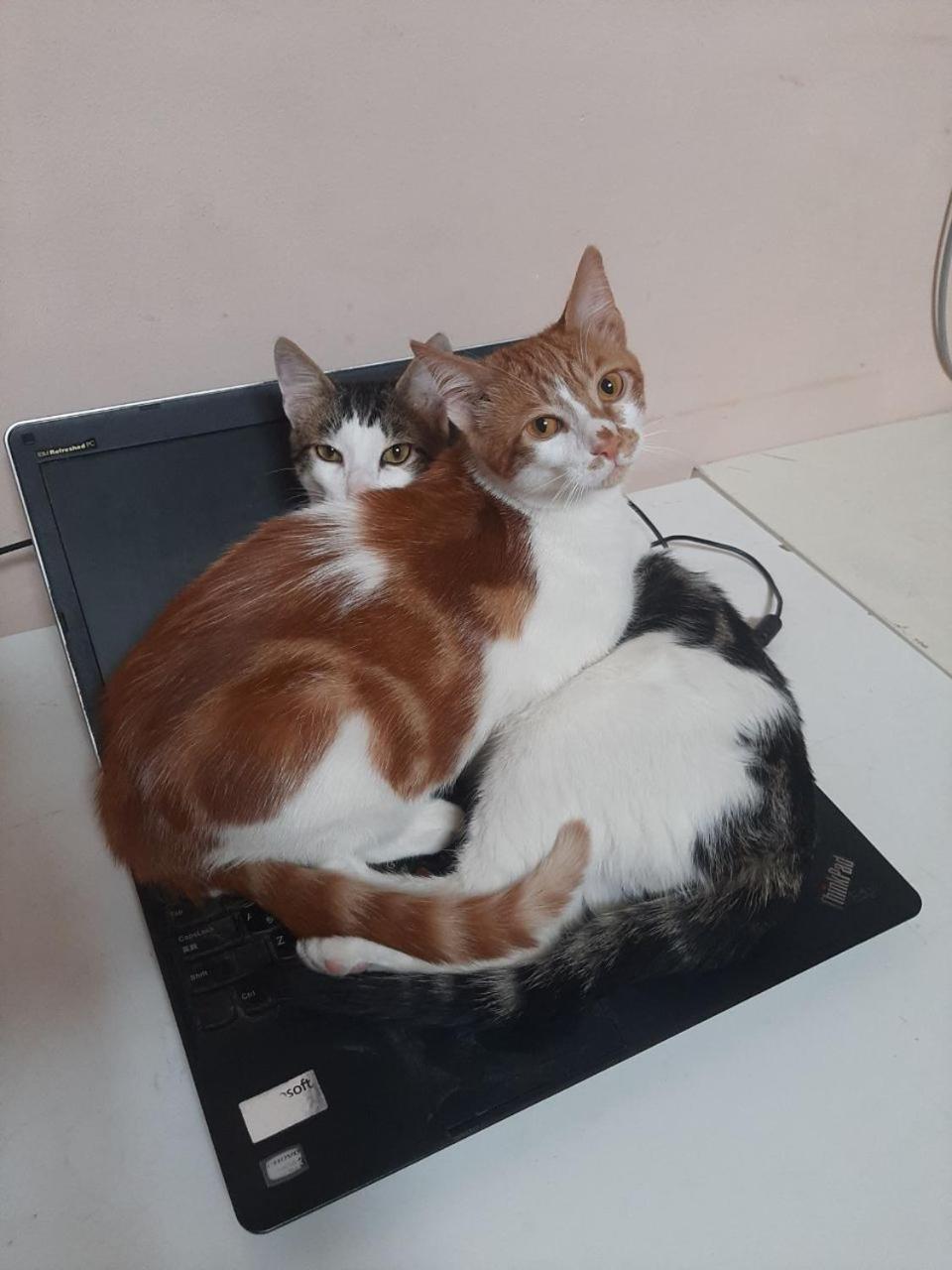 Everyday Cat Hostel บาทูมิ ภายนอก รูปภาพ