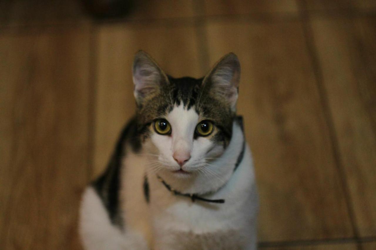 Everyday Cat Hostel บาทูมิ ภายนอก รูปภาพ