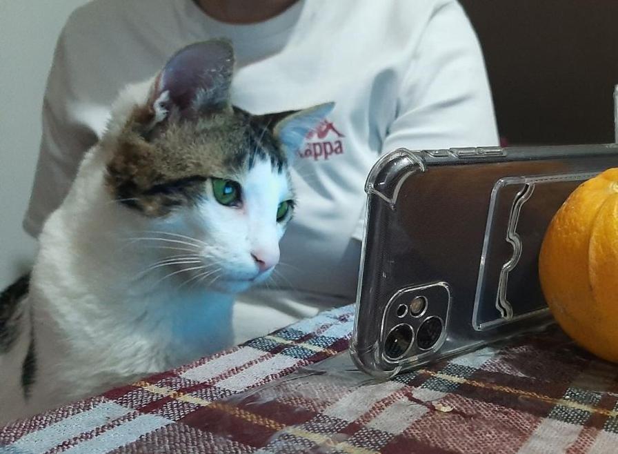 Everyday Cat Hostel บาทูมิ ภายนอก รูปภาพ