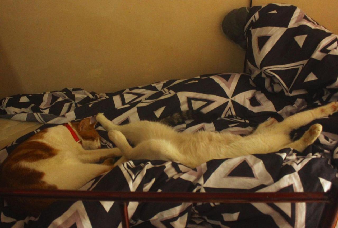 Everyday Cat Hostel บาทูมิ ภายนอก รูปภาพ